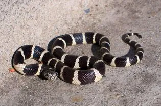King Snake by the curb