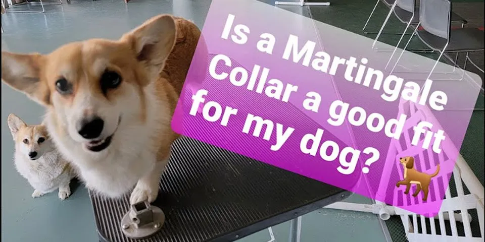 How can I lighten my dogs collar?