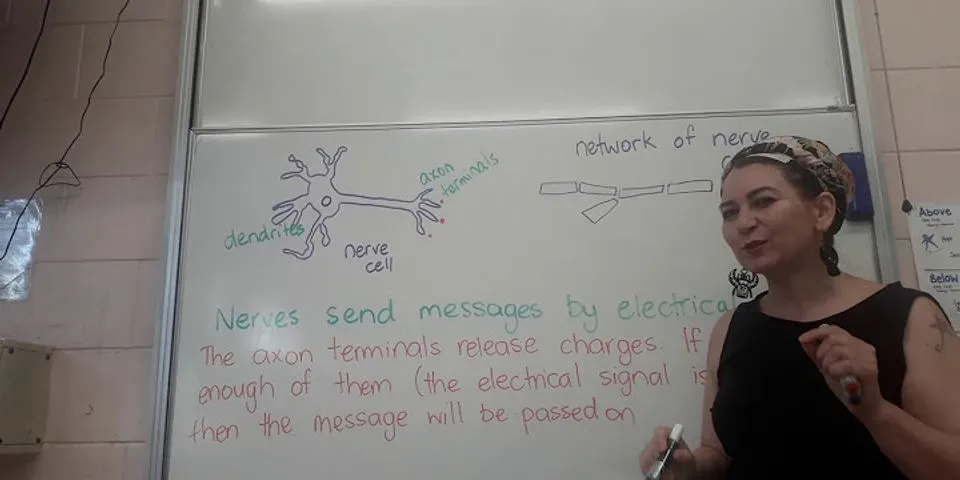 How do nerve cells send messages to each other?