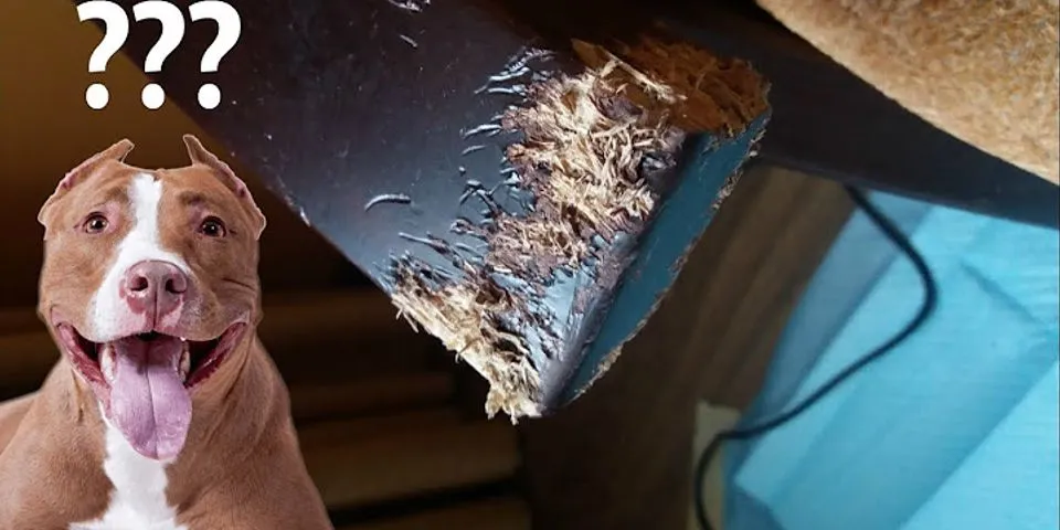 How do you repair wood after a dog chews?
