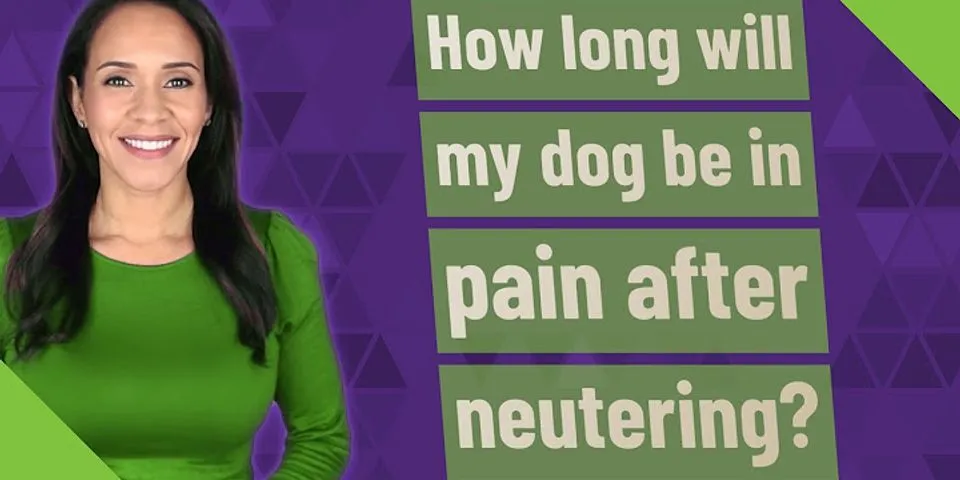 How long after neutering dog is testosterone gone