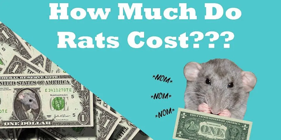 How much does it cost to put down a rat