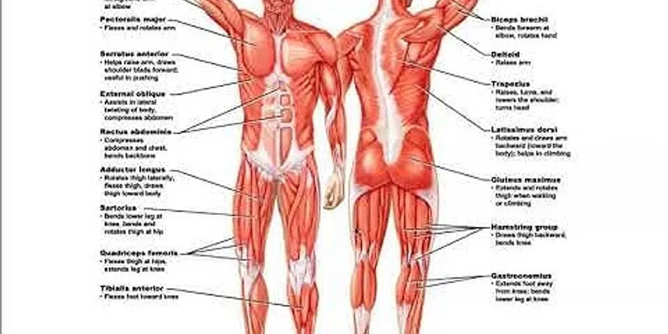 What muscle groups work in pairs?