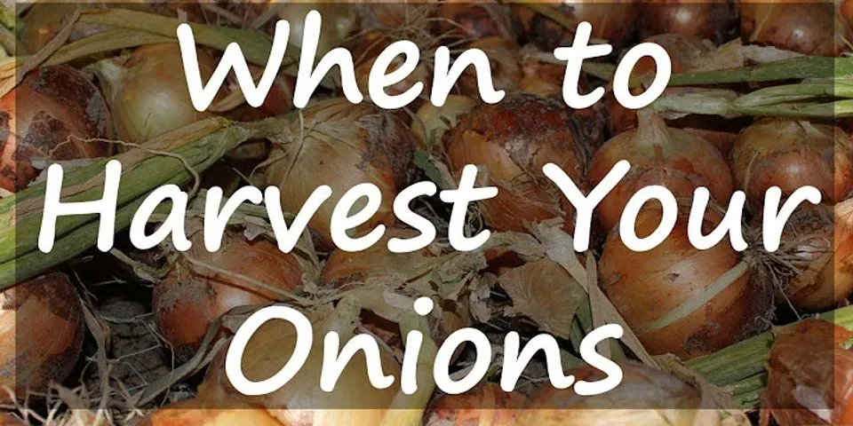 When to lift onions