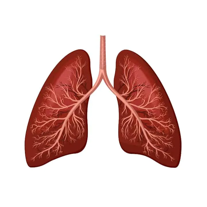 Diagram of human lungs. What is the difference between cellular respiration and breathing?